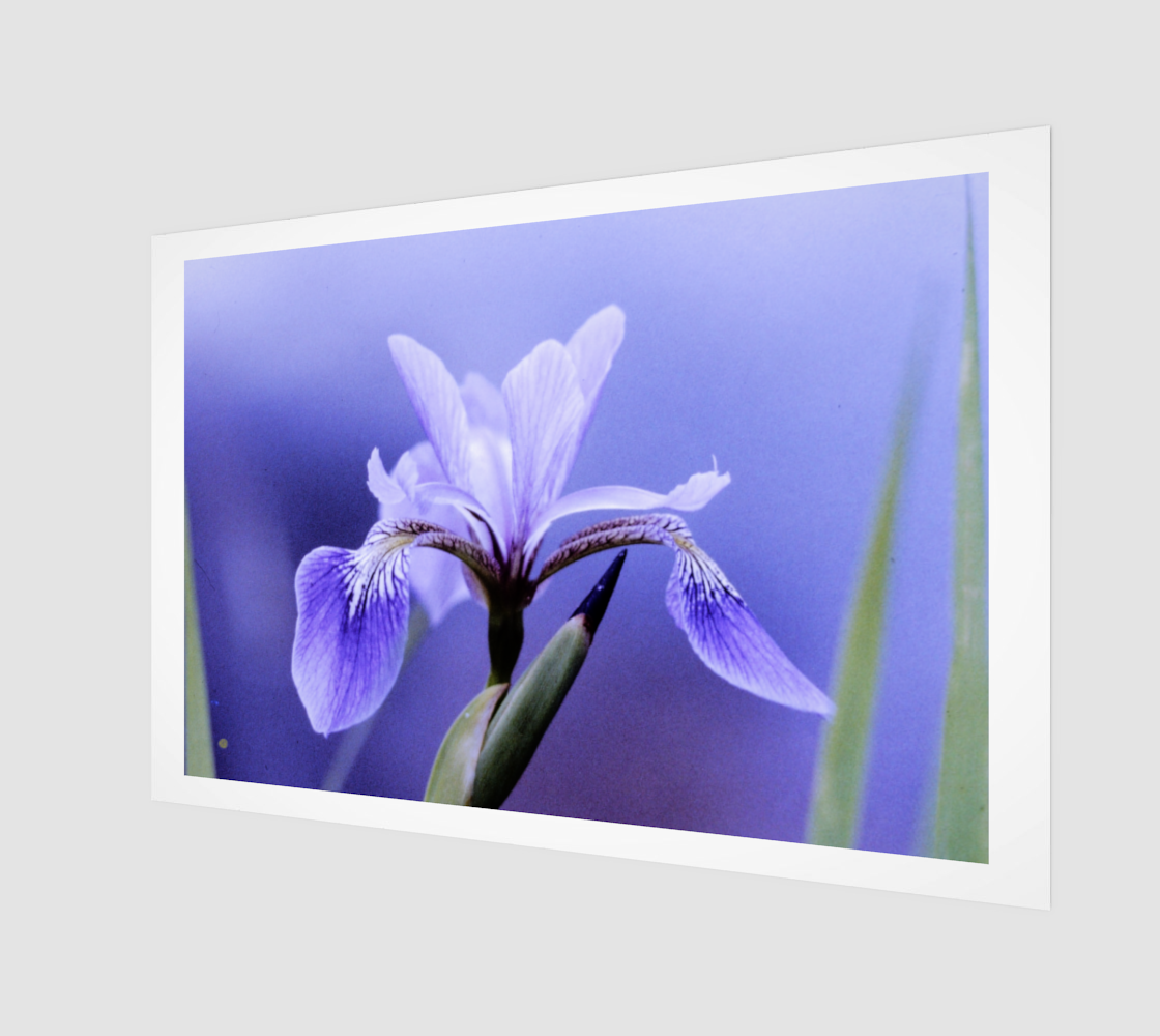 Aperçu de iris versicolore, blue flag iris original version