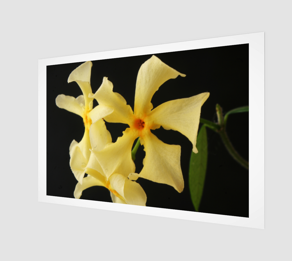Star Jasmine Flower Poster Print preview