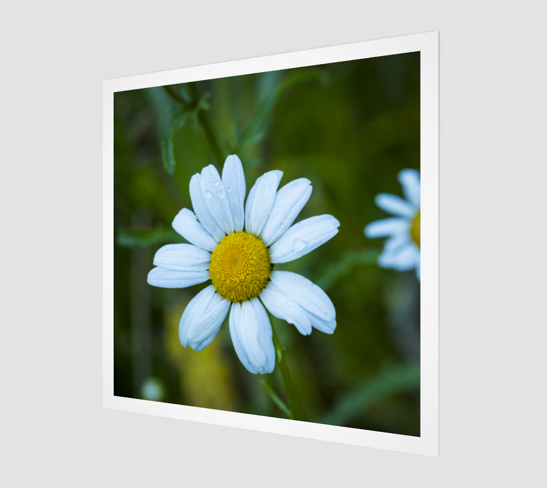 Daisies After Rain preview