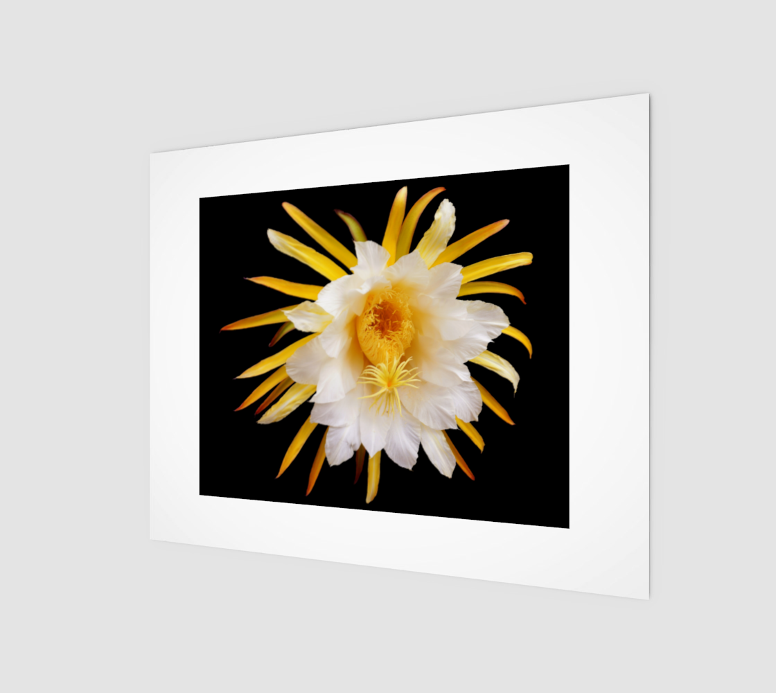 Aperçu de Flower with white and yellow petals and yellow pistils art print