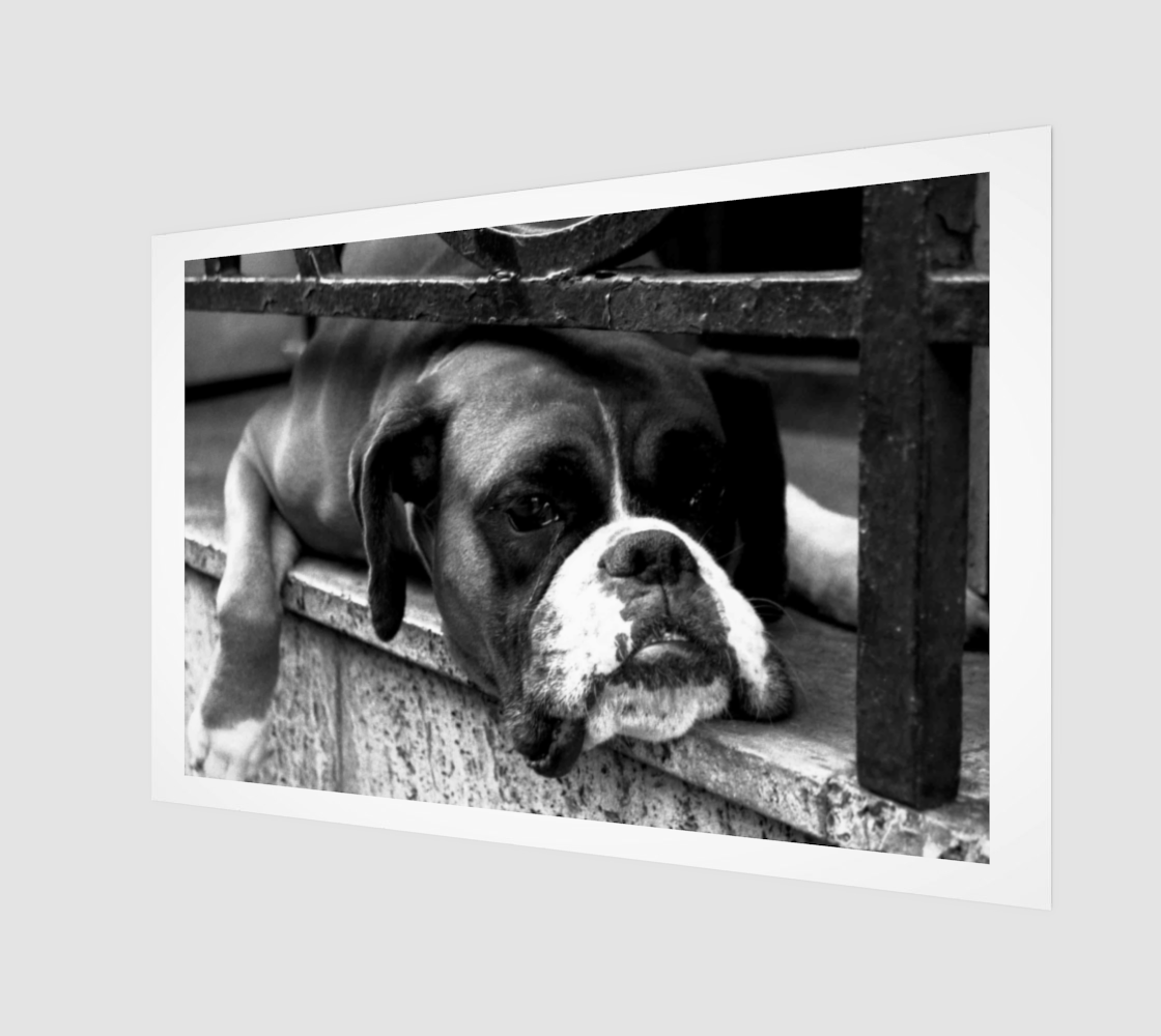 Boxer Dog On Windowsill Poster Print preview