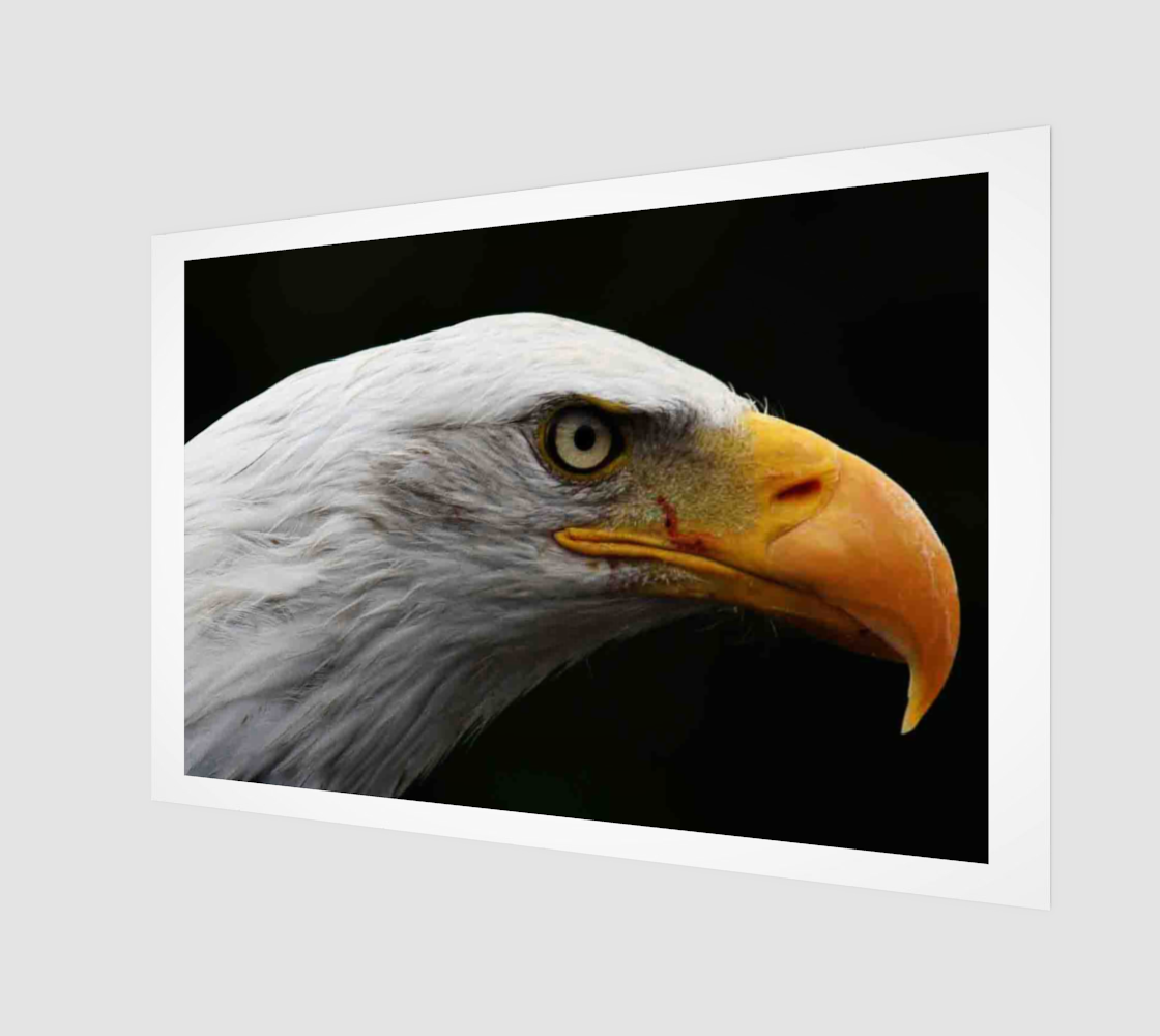 Bald Eagle Poster Print preview