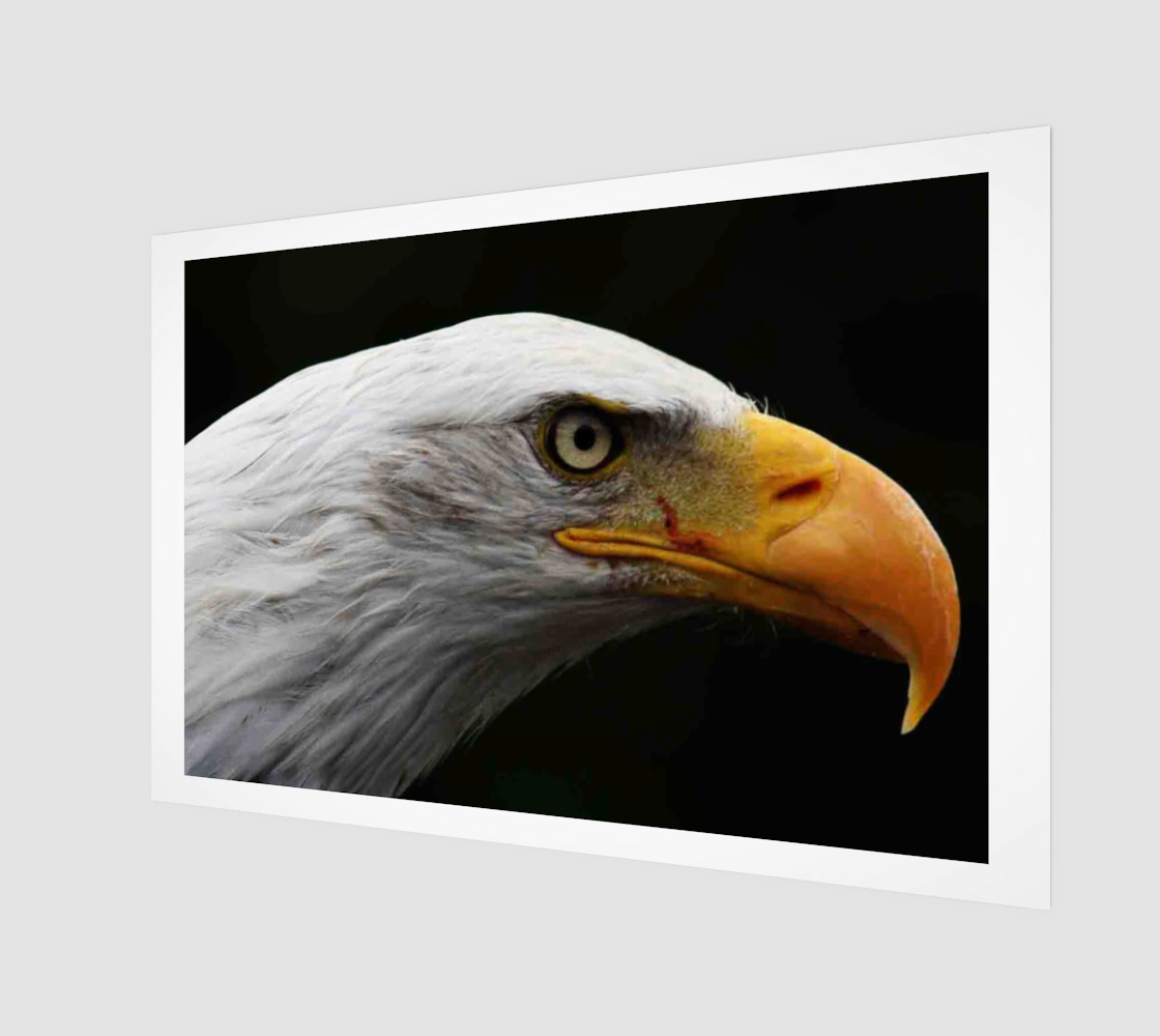 Bald Eagle Wood Print preview