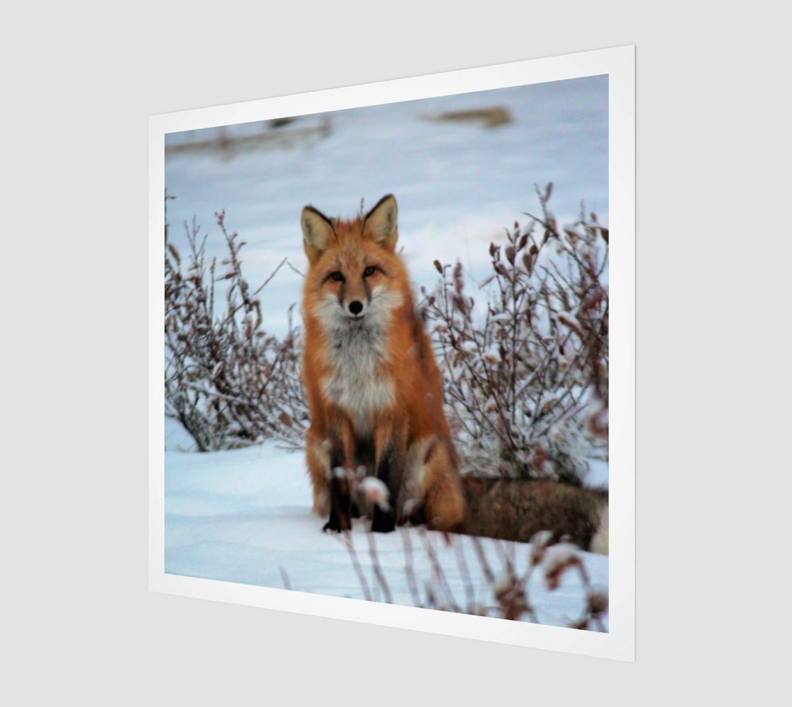 Aperçu de Sitting Fox Vixen