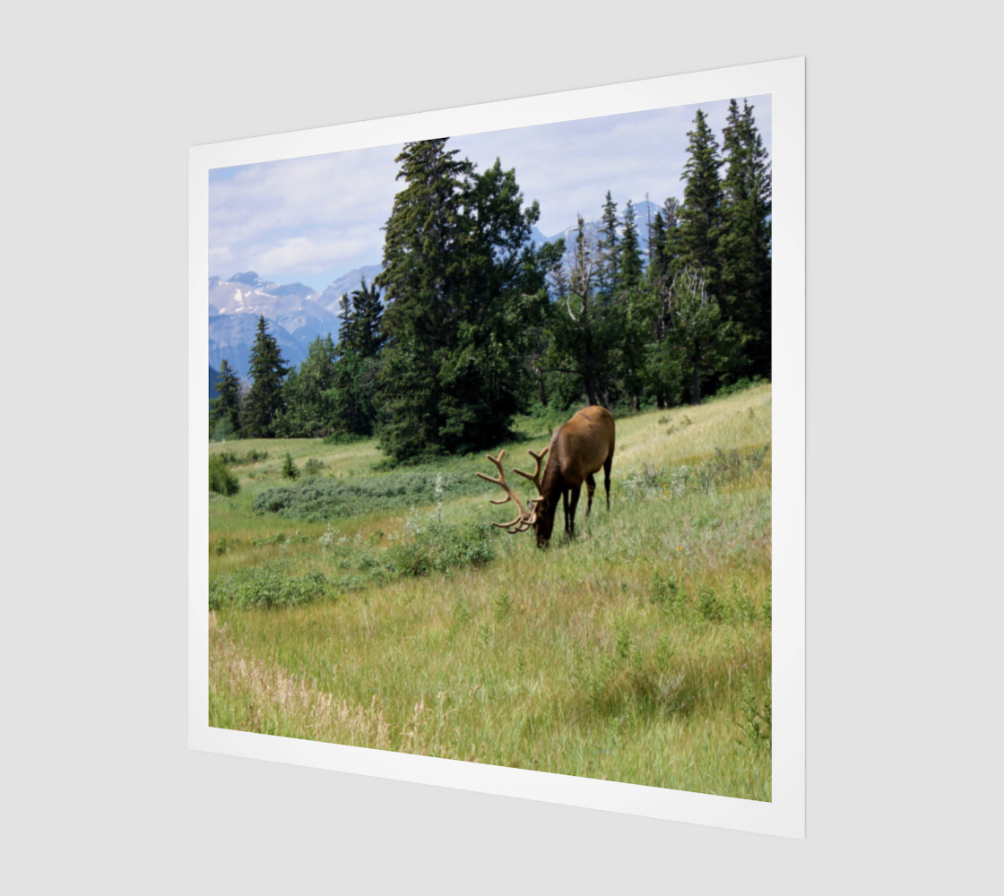 Aperçu de Grazing Elk