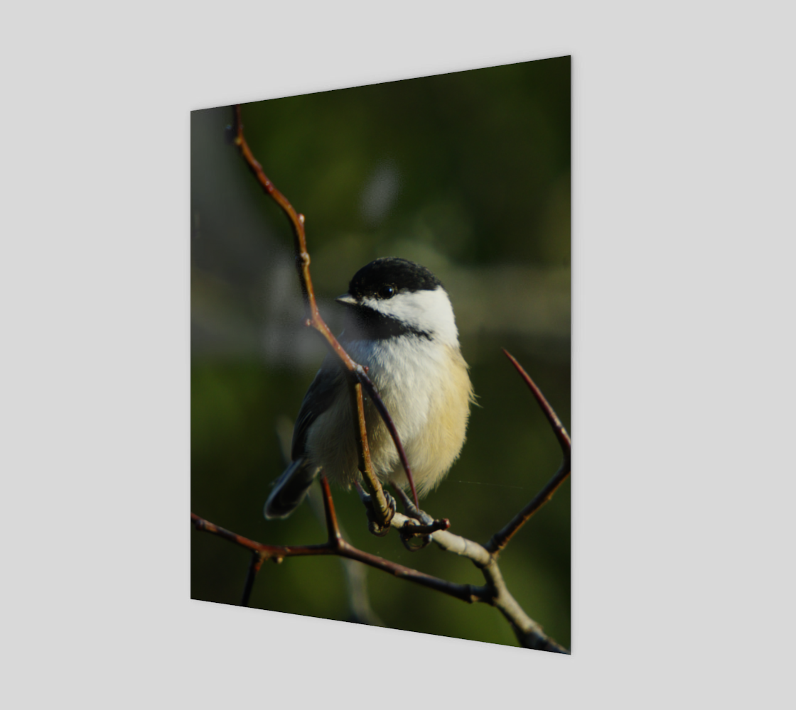 Black-Capped Chickadee preview