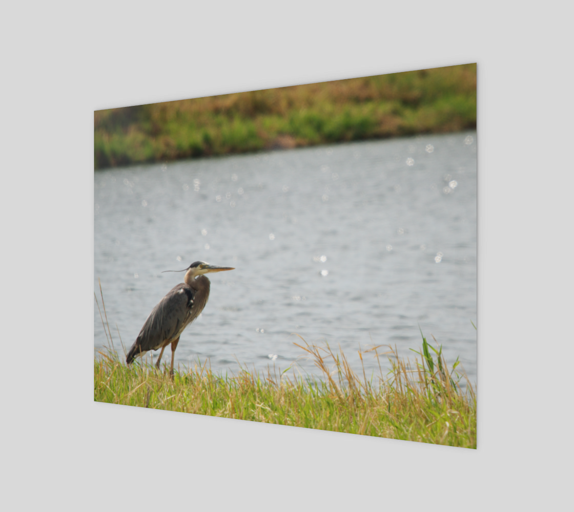 Great Blue Heron preview