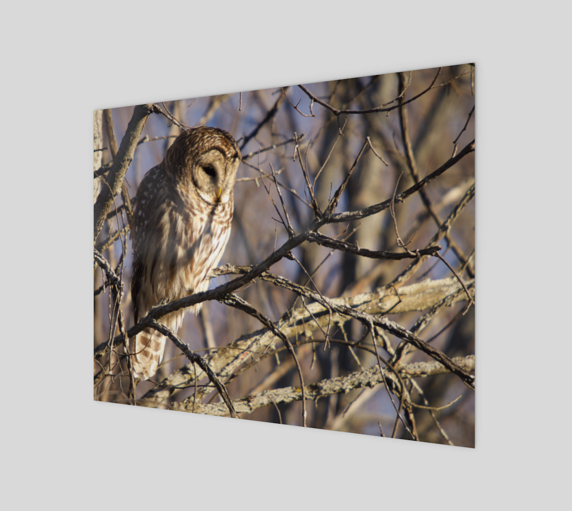 barred owl preview #1