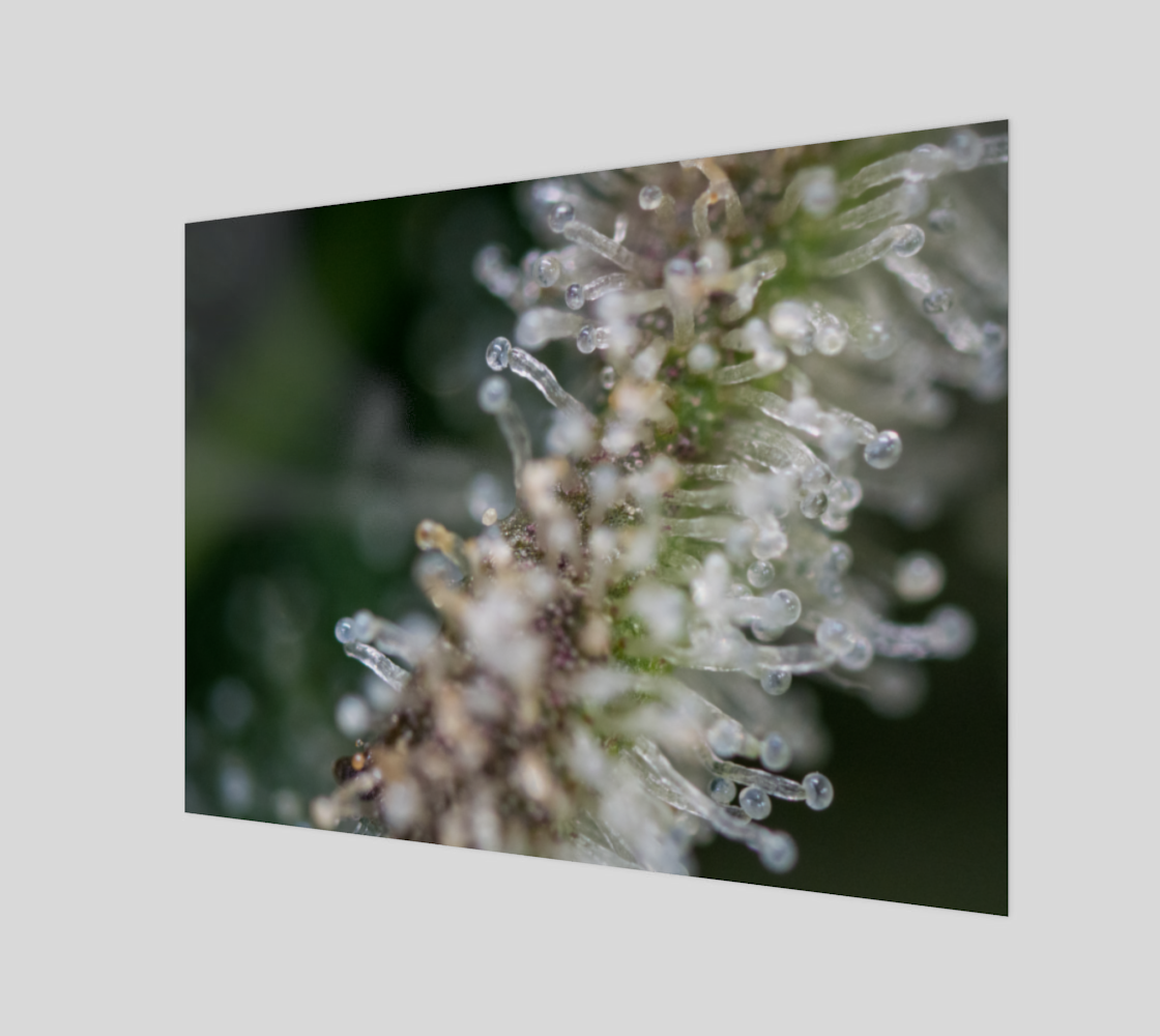 Trichomes & Terpenes 4:3 Wall Art 3D preview