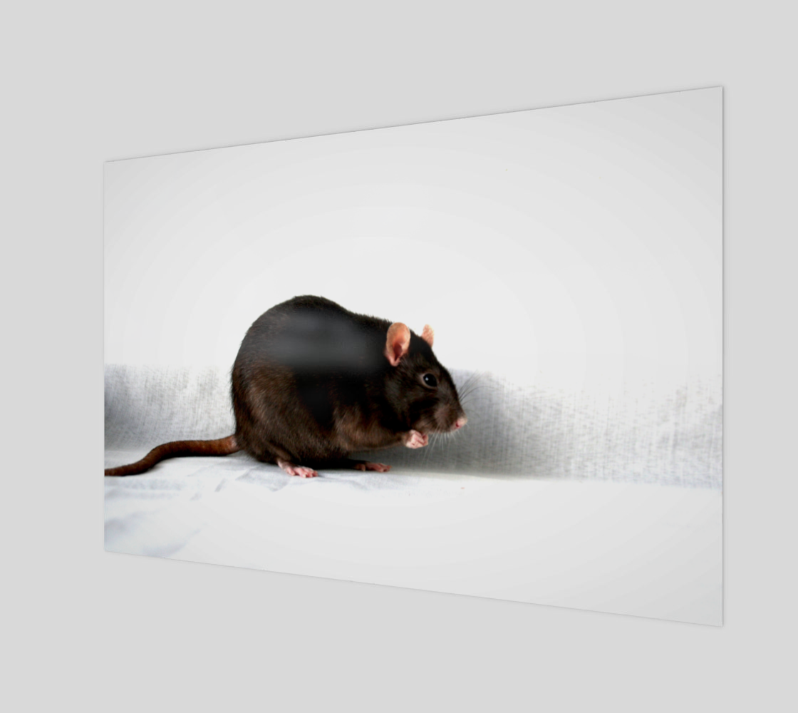 Rat Art Print preview