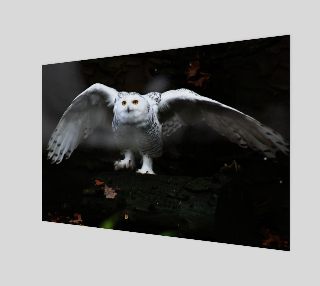 Snowy Owl With Open Wings Acrylic Print preview