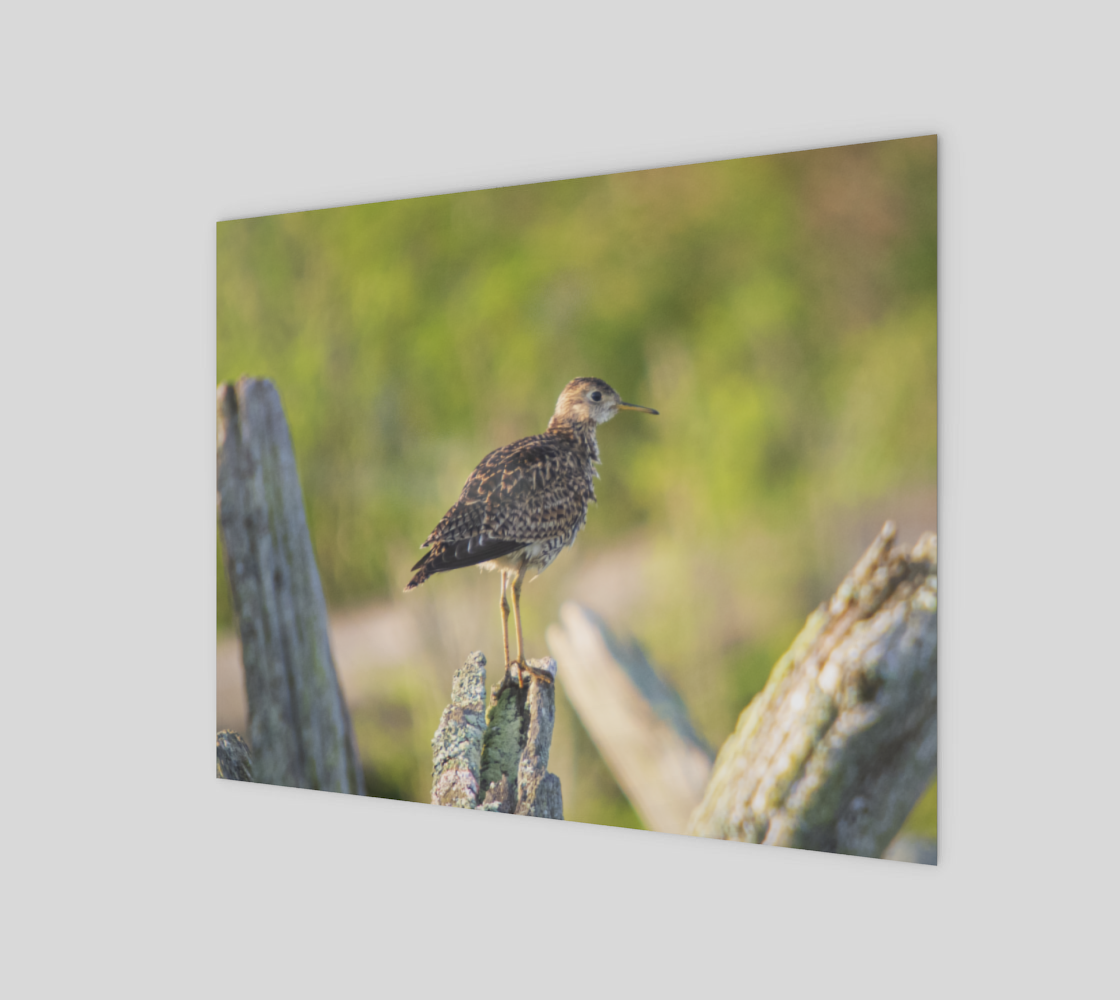 Upland Sandpiper preview