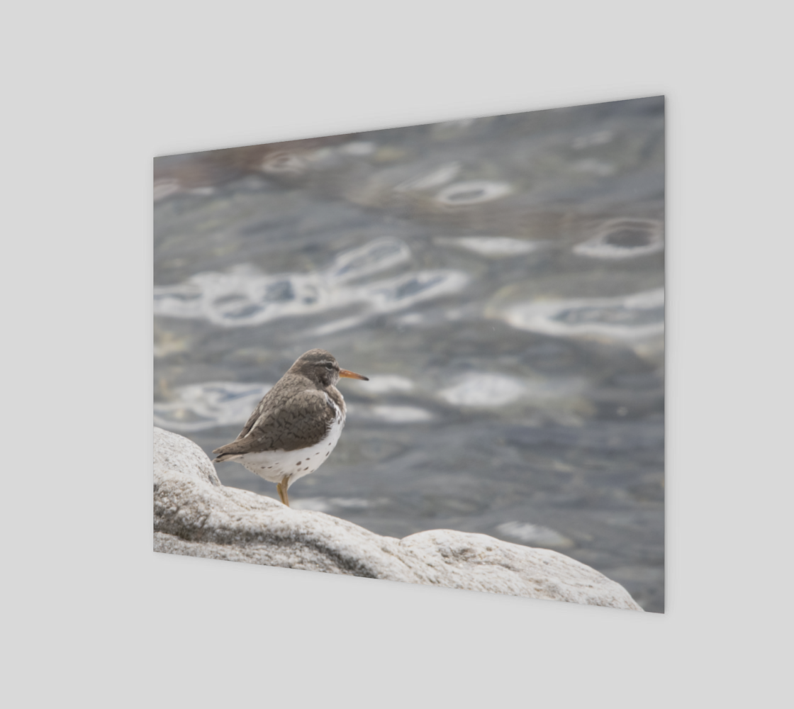 Spotted Sandpiper preview