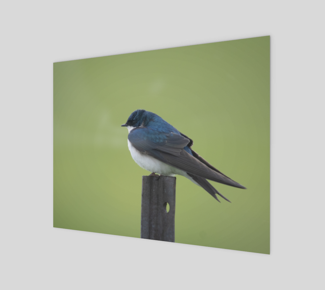 Tree Swallow preview