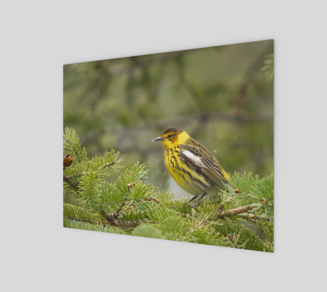 Cape May Warbler preview