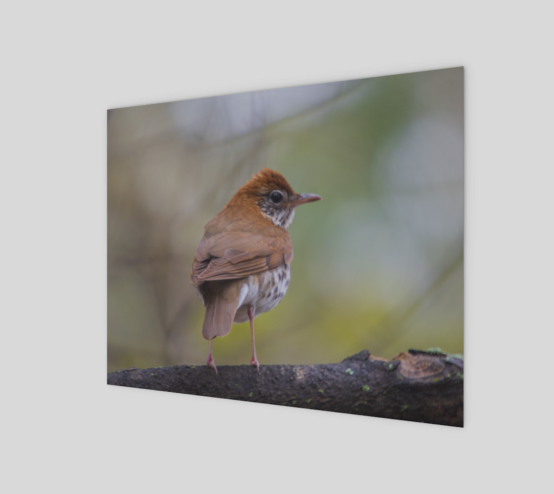 Wood Thrush preview #1