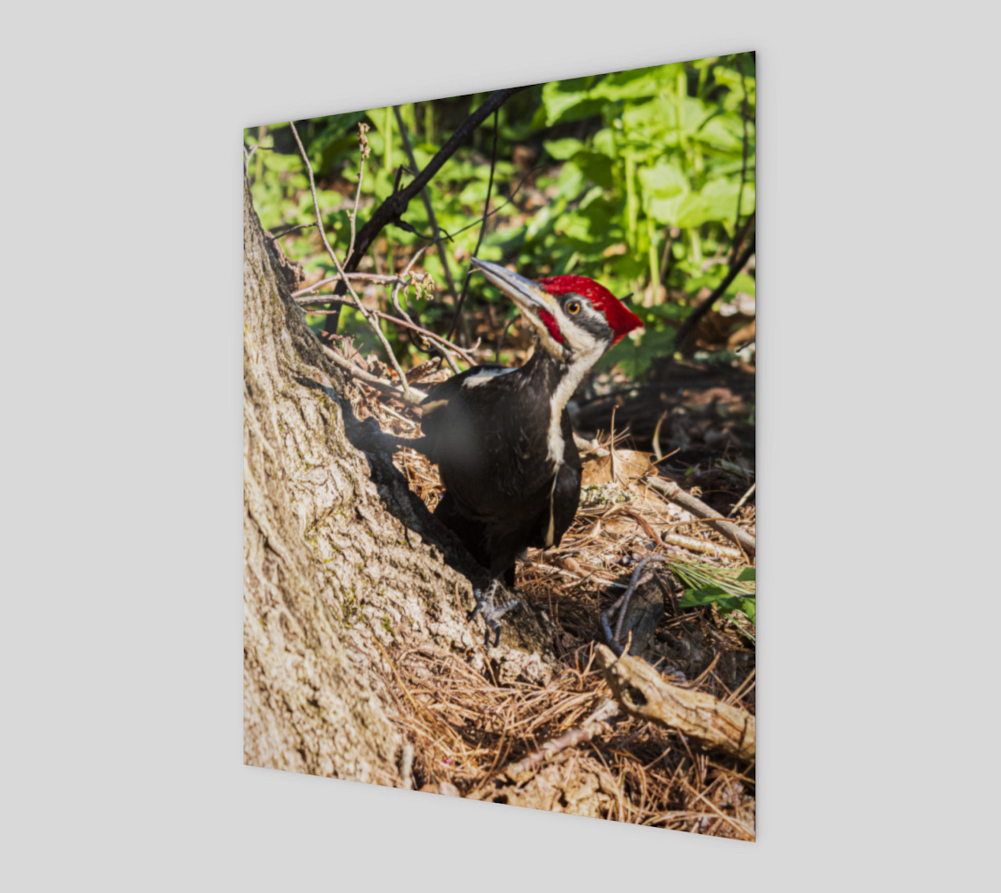 Pileated Woodpecker preview