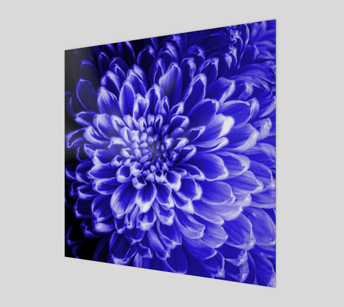 Blue Chrysanthemum Art Print preview