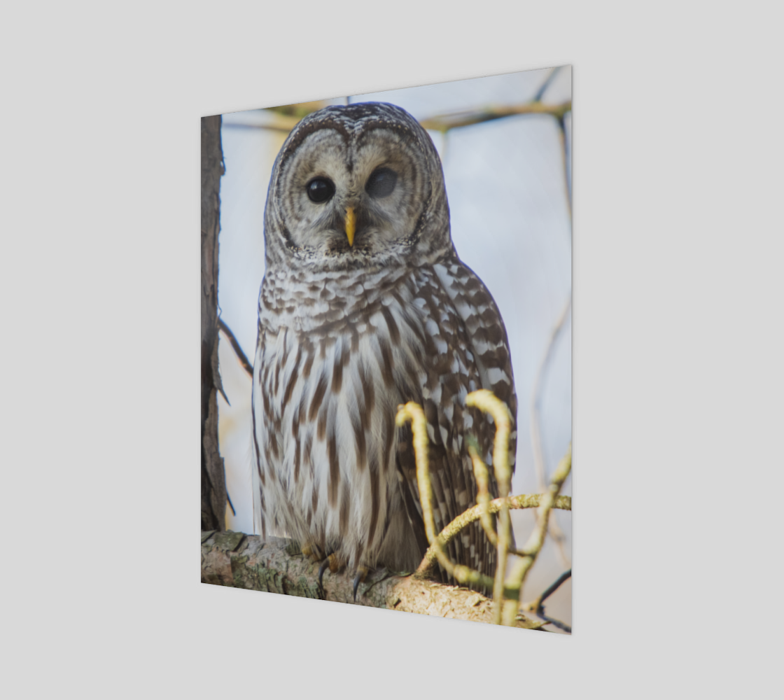 Barred Owl preview