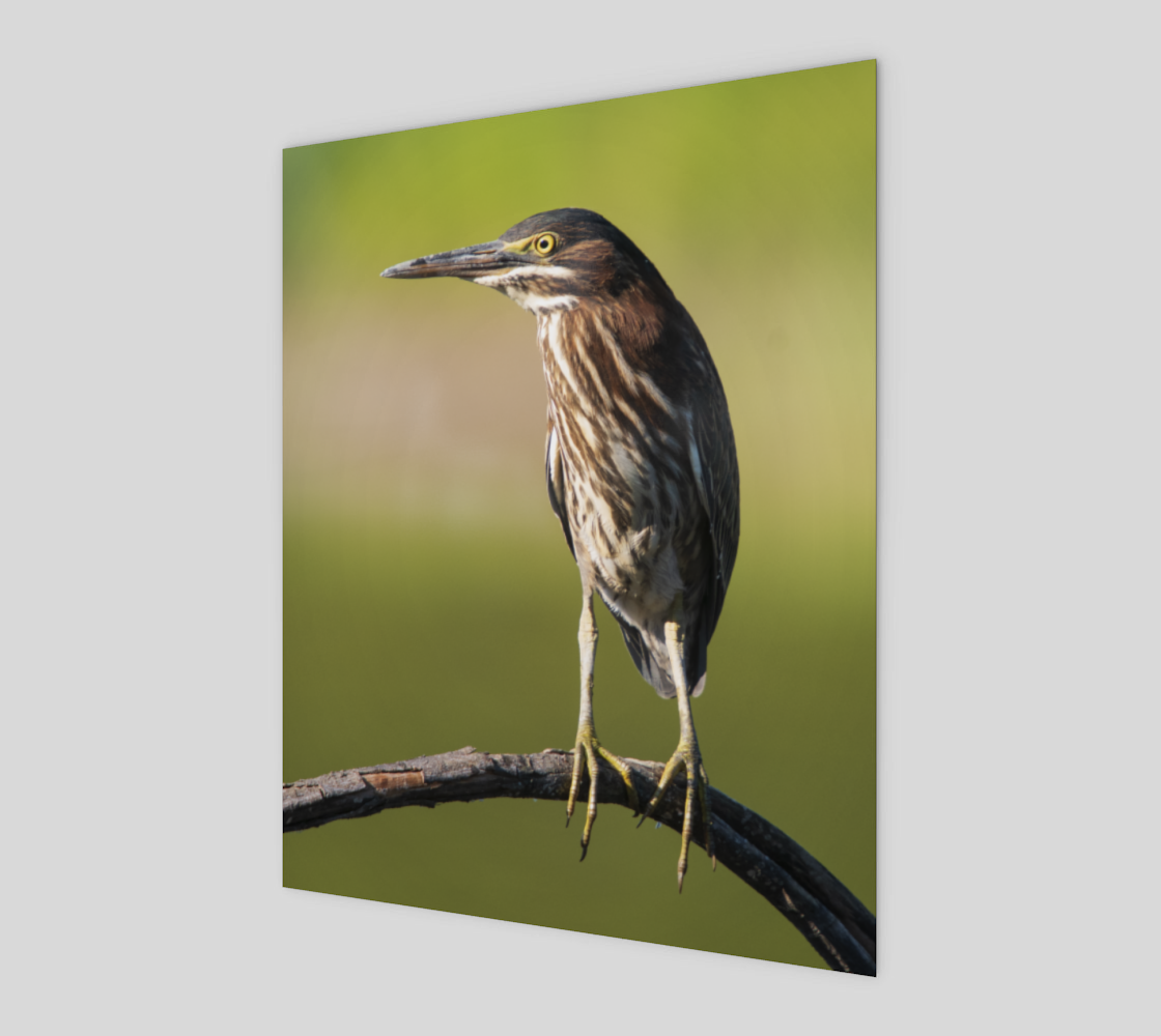 Green heron 3D preview