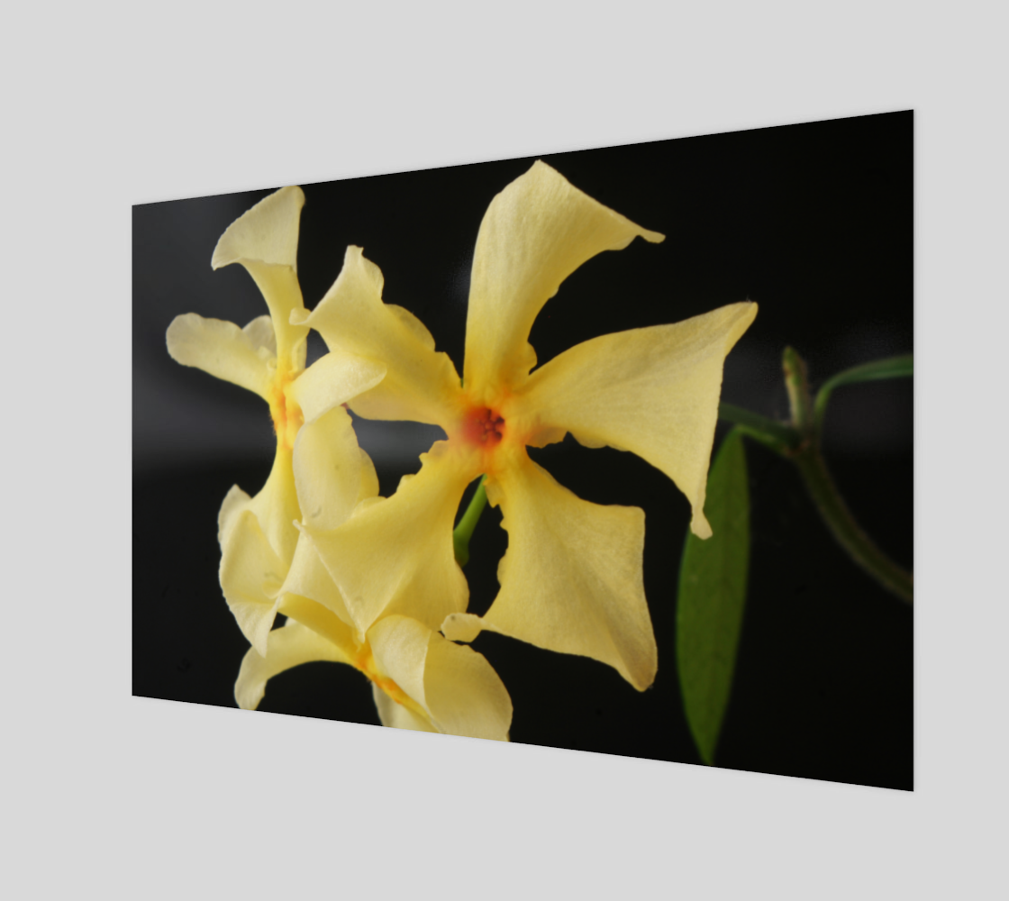 Star Jasmine Flower Art Print preview