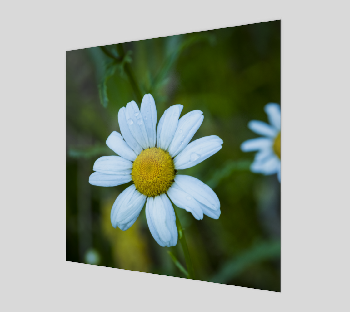 Daisies After Rain preview