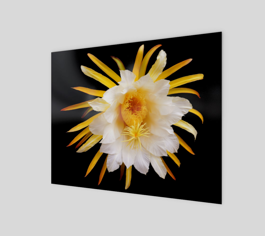 Aperçu de Flower with white and yellow petals and yellow pistils poster