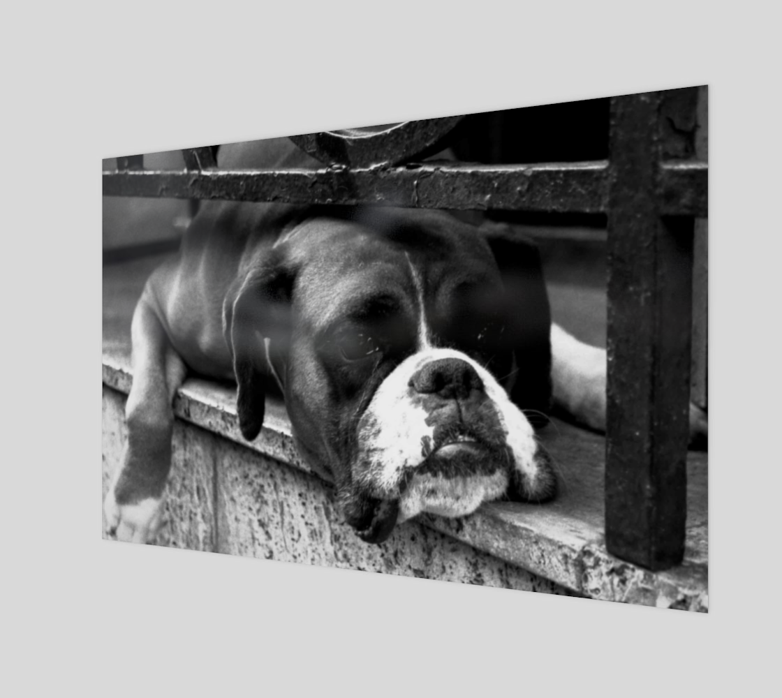 Boxer Dog On Windowsill Poster Print preview