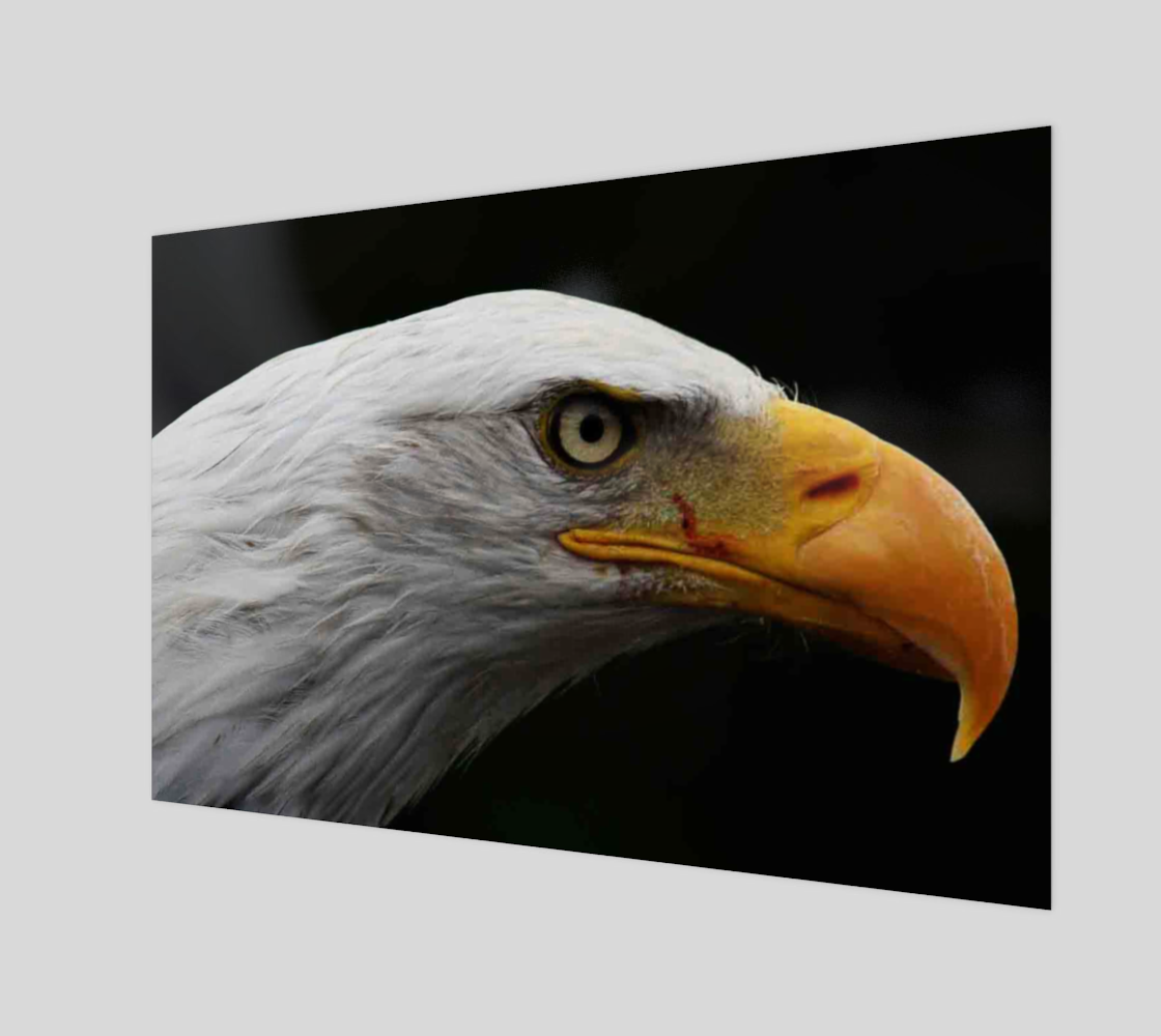 Bald Eagle Poster Print preview