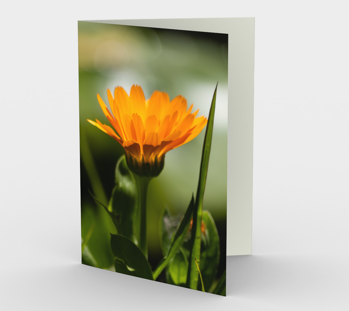 Orange Daisy Stationery Card 3D preview