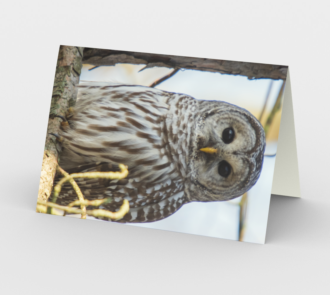 Barred Owl preview #2