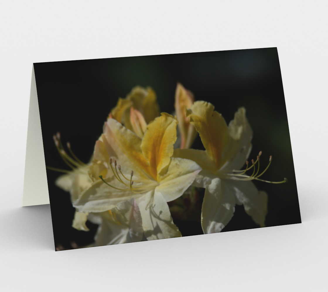 Lovely lily preview