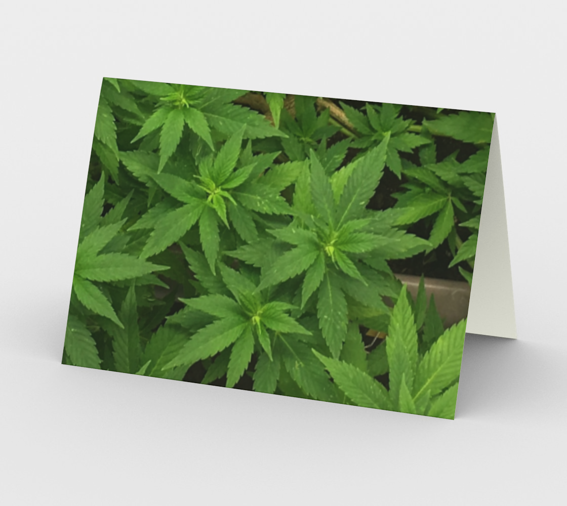 Canopy preview #2