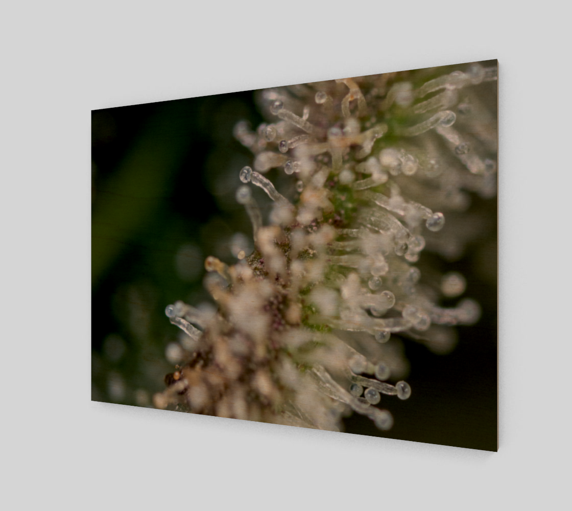 Trichomes & Terpenes 4:3 Wall Art preview