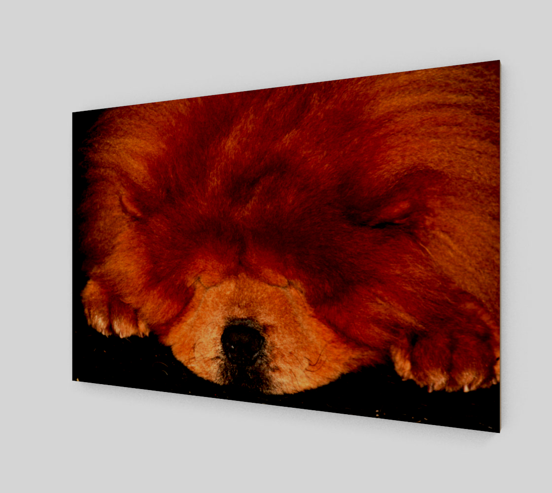 Sleeping Chow Chow Acrylic Print preview