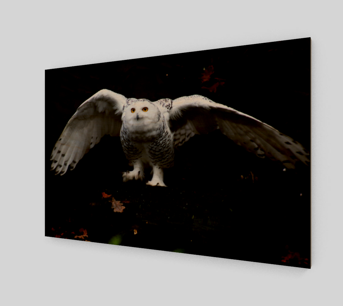 Snowy Owl With Open Wings Acrylic Print preview