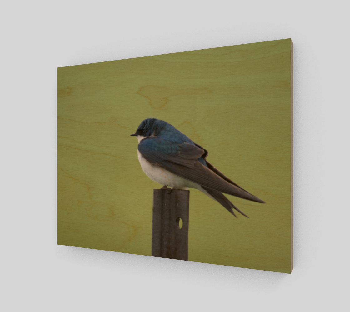 Tree Swallow preview