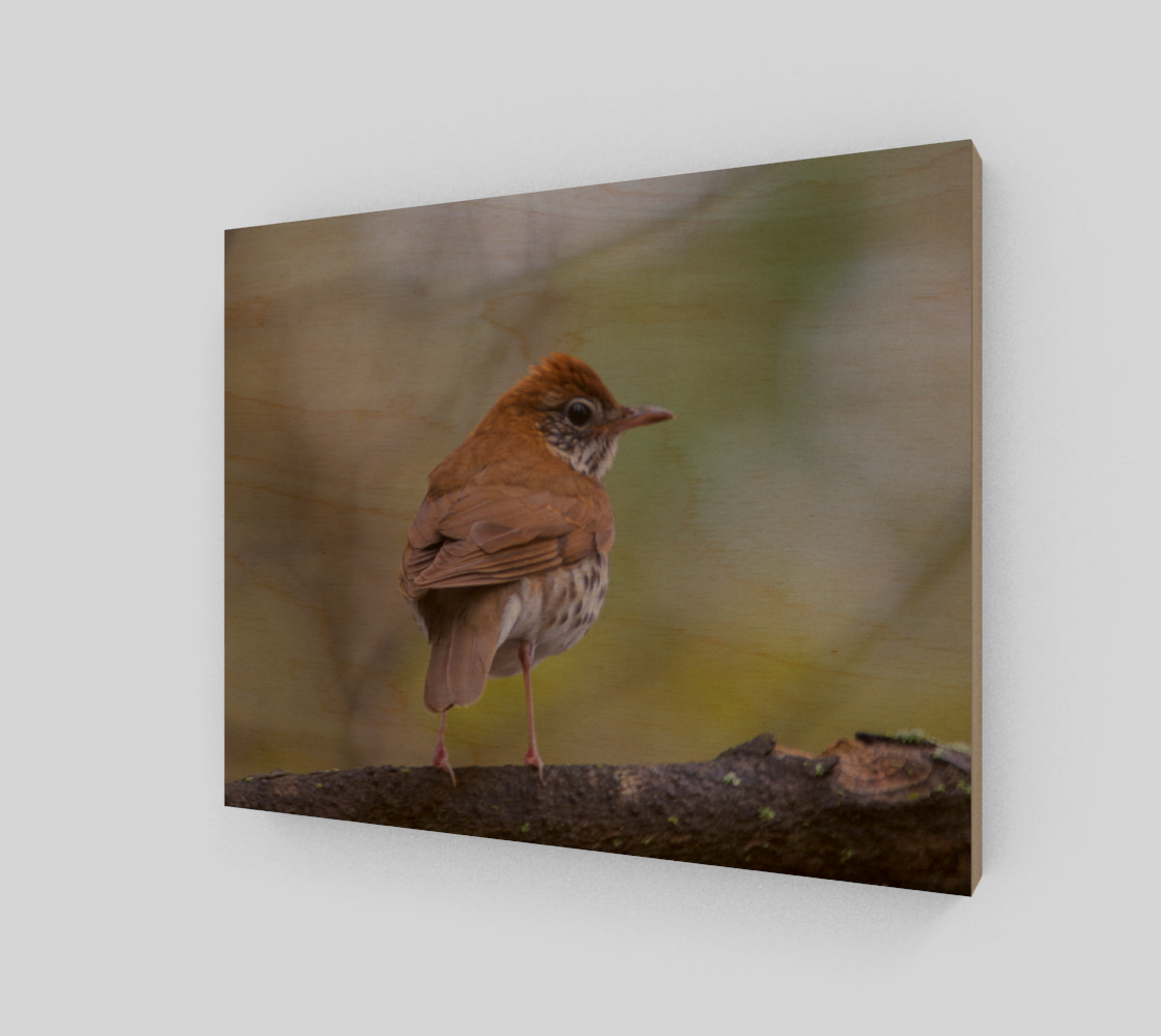 Wood Thrush preview