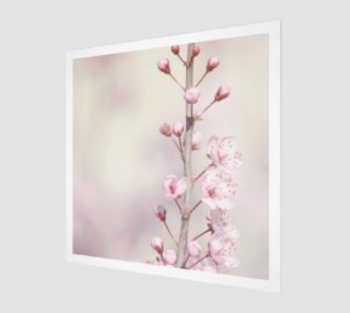 Aperçu de Cherry Blossom Flowers Nature Photo