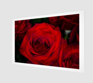 Red Roses preview