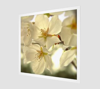 Cherry Blossoms aperçu