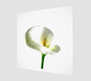 Calla Lily 160516A aperçu