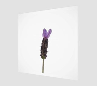 Lavender #1 preview