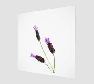 Lavender #2 preview
