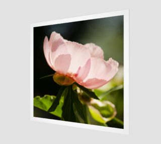 Peony Poster preview