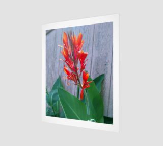 Canna Lily Photographic print by Tabz Jones preview