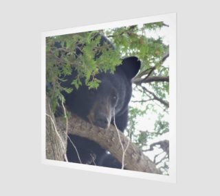 Bear Natural  preview
