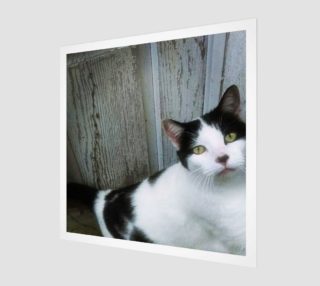 Barn Cat preview