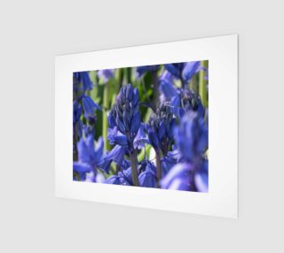 Bluebells preview