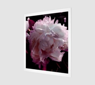 Peony pinks preview